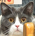 フユネコ